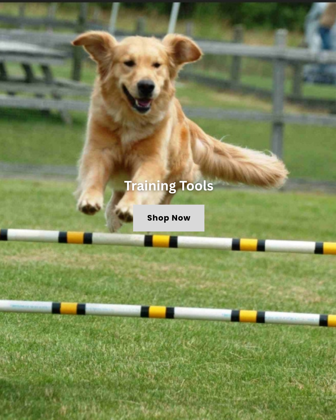 Training Time