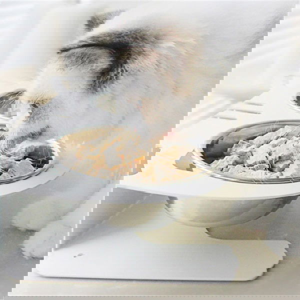 Anti-falling Cat Dog Feeding Water Bowl - Lucky Pets Supplies